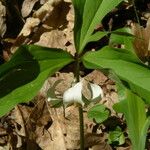 Trillium catesbaei Habit