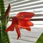 Hippeastrum puniceum Floare