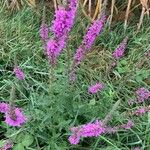 Lythrum virgatumFlower