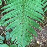 Dryopteris filix-masBlad