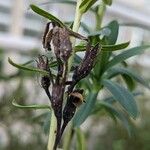 Echium thyrsiflorum Fruit