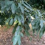 Quercus myrsinifolia Blatt