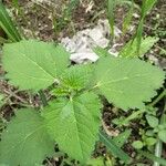 Croton hirtus Leaf