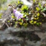 Soldanella pusilla Kwiat