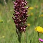 Anacamptis coriophora Flor