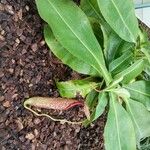 Nepenthes mirabilis Агульны выгляд