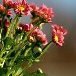 Tanacetum coccineum Çiçek