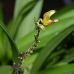 Scaphosepalum microdactylum 花