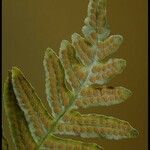 Polypodium californicum Hoja