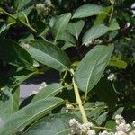 Syringa reticulata Leaf