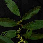 Guatteria blepharophylla Flower