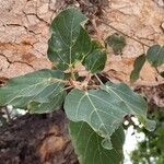 Ficus sycomorus পাতা