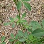 Trigonella foenum-graecum पत्ता