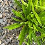 Stokesia laevis Lehti