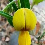 Crotalaria juncea Цвят
