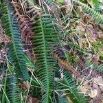 Blechnum spicant Hostoa