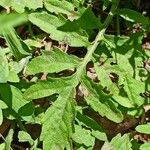 Rorippa sylvestris Blad