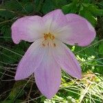 Colchicum lusitanum 花