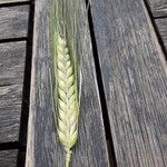 Hordeum vulgare 果實