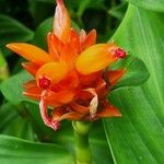 Costus curvibracteatus പുഷ്പം