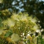 Albizia lebbeck Floare