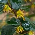 Azara microphylla Žiedas