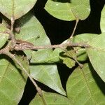 Capparidastrum frondosum പുറംതൊലി
