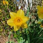 Narcissus pseudonarcissusFlower