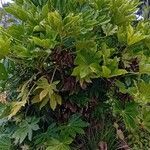 Fatsia japonicaLevél