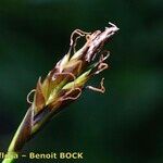 Carex macrostylos Frutto