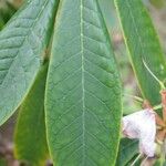 Rhododendron uvariifolium Hoja