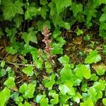 Orobanche hederae Habitat