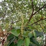 Croton urucurana Fleur