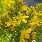 Hypericum perforatumFlor