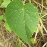 Abutilon exstipulare Leaf