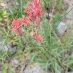 Castilleja tenuiflora Kvet