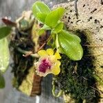 Gastrochilus retrocallus Flower