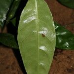 Chassalia subnuda Leaf