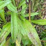 Leucanthemum heterophyllum Leaf