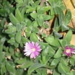 Mesembryanthemum nodiflorum Sonstige