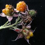 Rubus hoffmeisterianus موطن