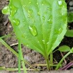 Plantago rugelii Folha