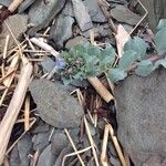 Mertensia maritimaFiore