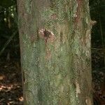 Chaetocarpus schomburgkianus Corteza