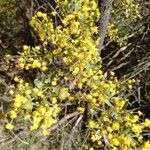 Acacia acinacea Fleur