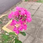 Lagerstroemia speciosaFlower