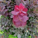 Cotinus coggygria Leaf