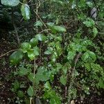 Viburnum rufidulum Leaf