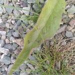 Hieracium lachenalii Blad