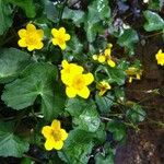 Caltha palustrisBlomst